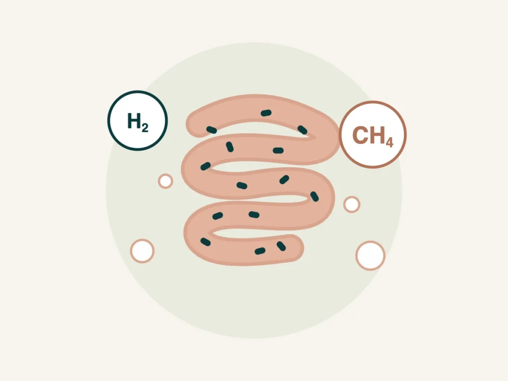 Ilustração do intestino delgado com bactérias e gases hidrogênio e metano representando SIBO e IMO