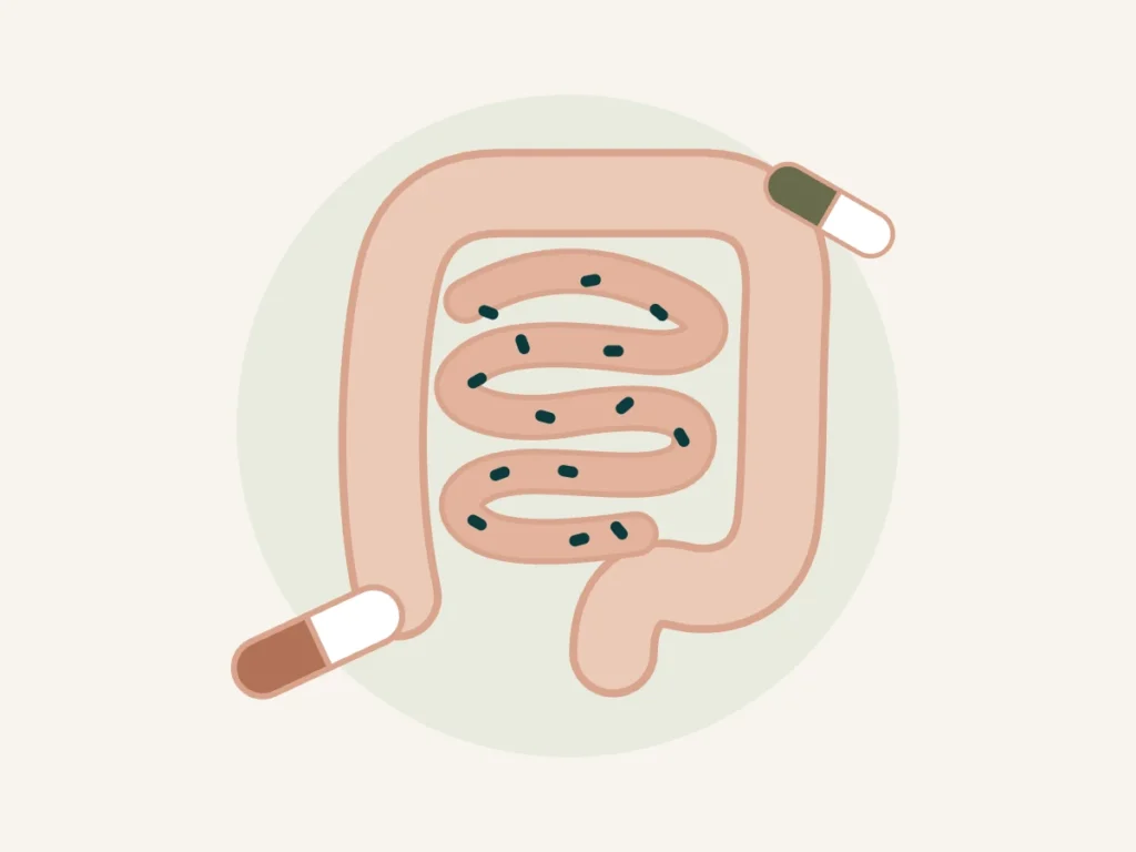 Ilustração do intestino com bactérias e cápsulas de probiótico representando SIBO e suplementos